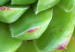 Poster Succulent (Square) - botanical composition with green-pink leaves 114447 additionalThumb 5