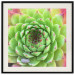 Poster Succulent (Square) - botanical composition with green-pink leaves 114447 additionalThumb 19