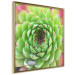Poster Succulent (Square) - botanical composition with green-pink leaves 114447 additionalThumb 3