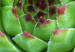 Poster Succulent (Square) - botanical composition with green-pink leaves 114447 additionalThumb 4