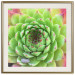 Poster Succulent (Square) - botanical composition with green-pink leaves 114447 additionalThumb 20
