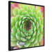 Poster Succulent (Square) - botanical composition with green-pink leaves 114447 additionalThumb 2