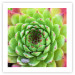 Poster Succulent (Square) - botanical composition with green-pink leaves 114447 additionalThumb 19