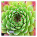 Poster Succulent (Square) - botanical composition with green-pink leaves 114447