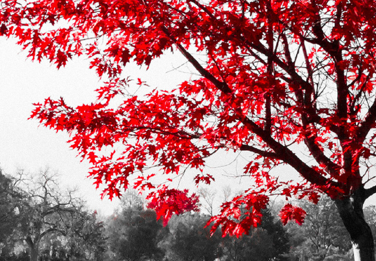 Wall Poster Tree with Red Leaves - black and white landscape of a lake in the park 117147 additionalImage 11