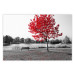Wall Poster Tree with Red Leaves - black and white landscape of a lake in the park 117147