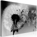 Canvas Dandelion - a fleeting, decaying plant in black and white colors 118247 additionalThumb 2