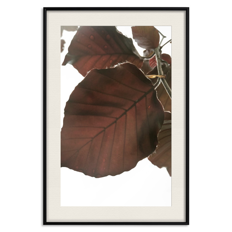 Poster Autumn Leaves - natural brown leaf in the light of bright sunlight 122647 additionalImage 18