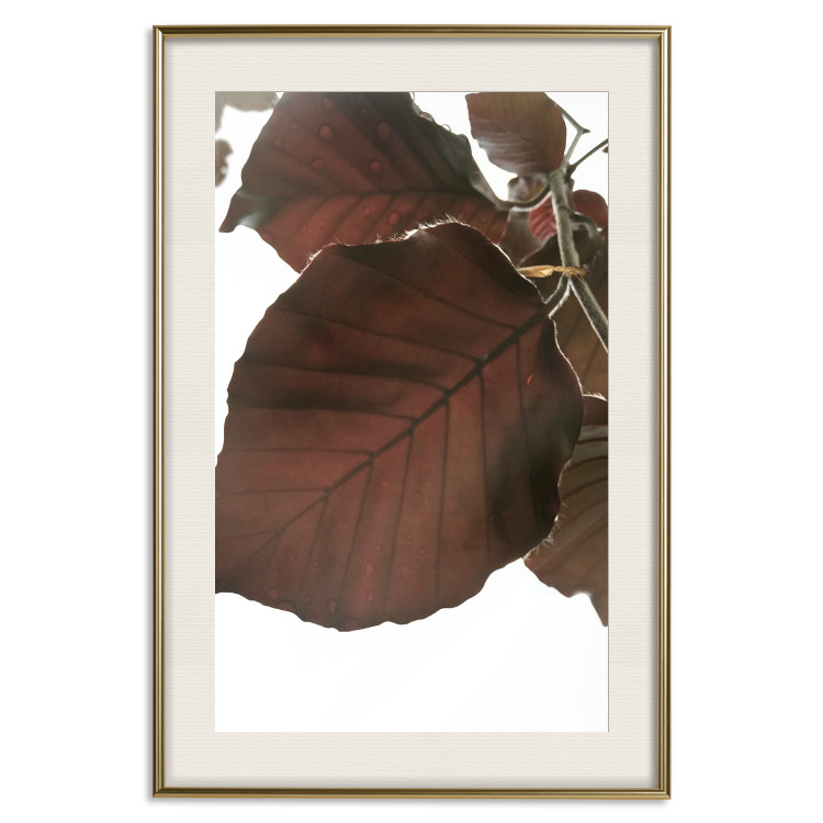 Poster Autumn Leaves - natural brown leaf in the light of bright sunlight 122647 additionalImage 19