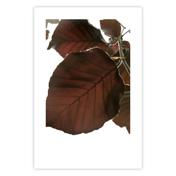 Poster Autumn Leaves - natural brown leaf in the light of bright sunlight 122647 additionalImage 25