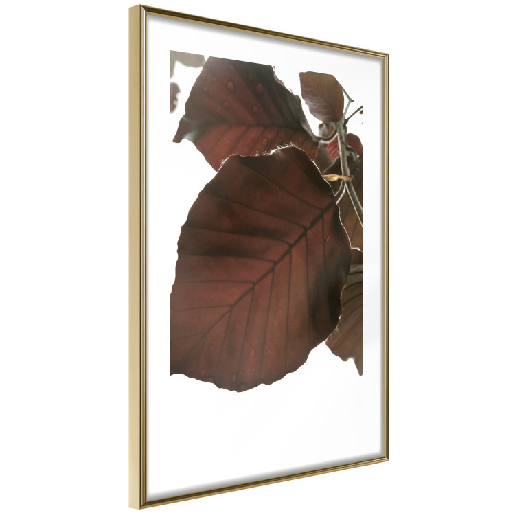 Poster Autumn Leaves - natural brown leaf in the light of bright sunlight 122647 additionalImage 8