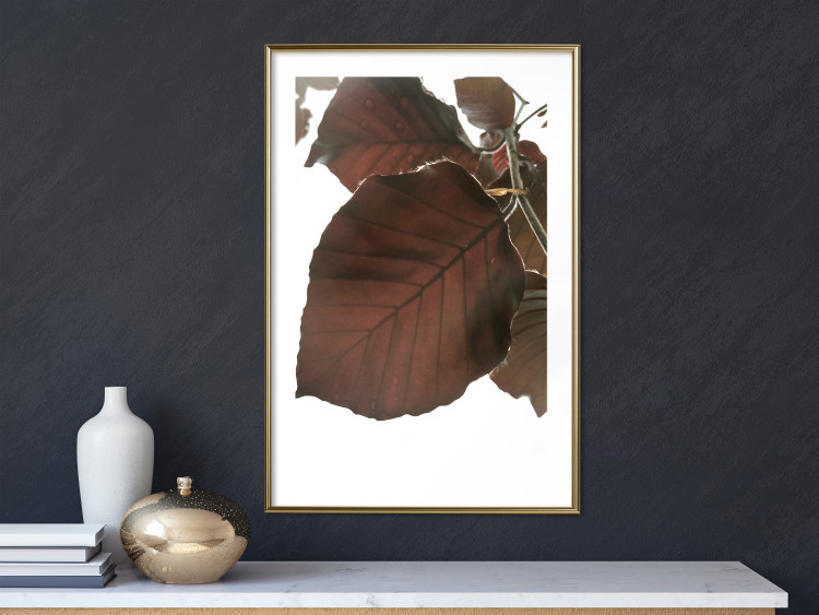 Poster Autumn Leaves - natural brown leaf in the light of bright sunlight 122647 additionalImage 15
