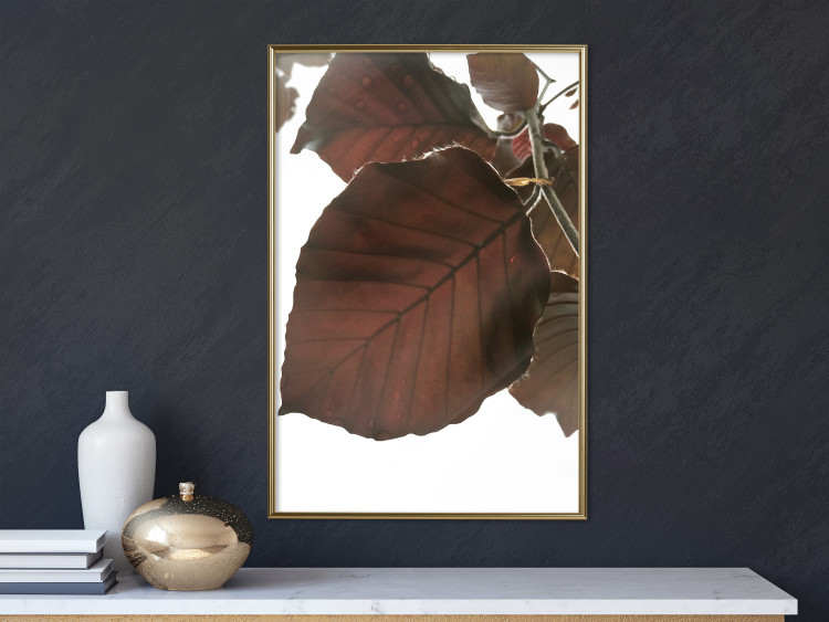 Poster Autumn Leaves - natural brown leaf in the light of bright sunlight 122647 additionalImage 7