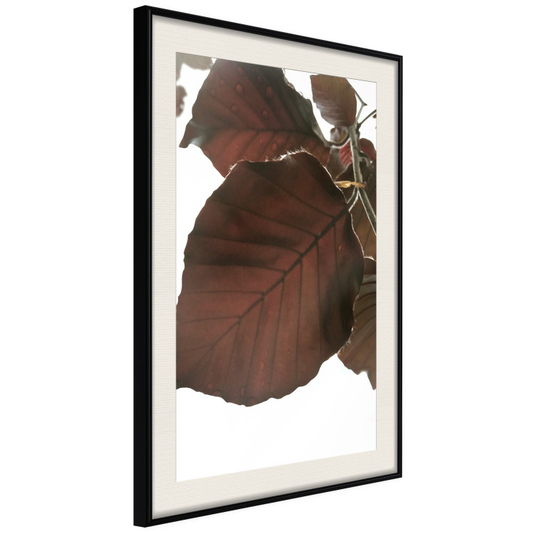 Poster Autumn Leaves - natural brown leaf in the light of bright sunlight 122647 additionalImage 3