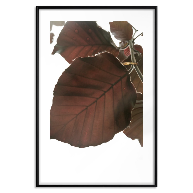 Poster Autumn Leaves - natural brown leaf in the light of bright sunlight 122647 additionalImage 17