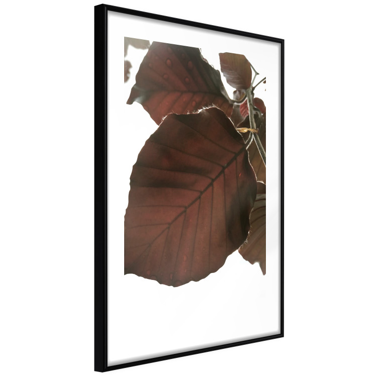 Poster Autumn Leaves - natural brown leaf in the light of bright sunlight 122647 additionalImage 13