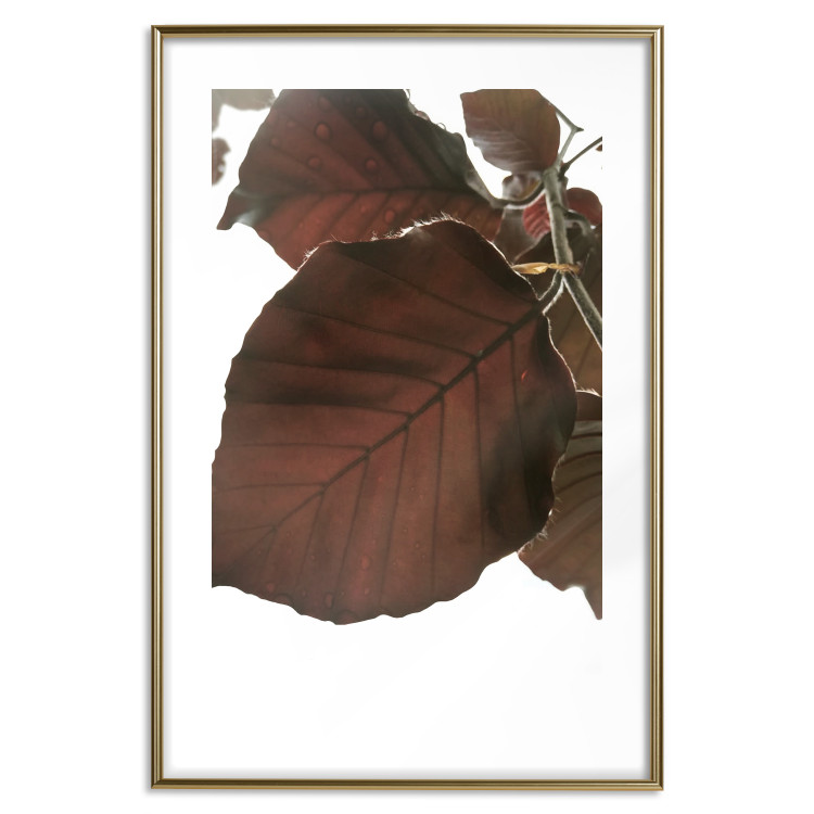 Poster Autumn Leaves - natural brown leaf in the light of bright sunlight 122647 additionalImage 16