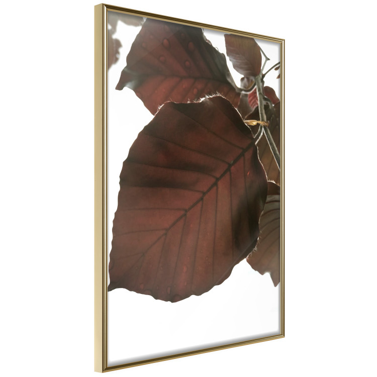 Poster Autumn Leaves - natural brown leaf in the light of bright sunlight 122647 additionalImage 14