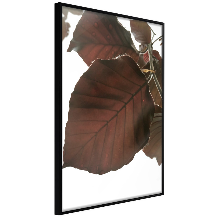 Poster Autumn Leaves - natural brown leaf in the light of bright sunlight 122647 additionalImage 12