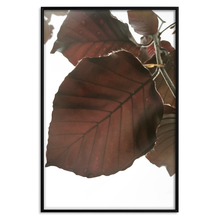Poster Autumn Leaves - natural brown leaf in the light of bright sunlight 122647 additionalImage 24