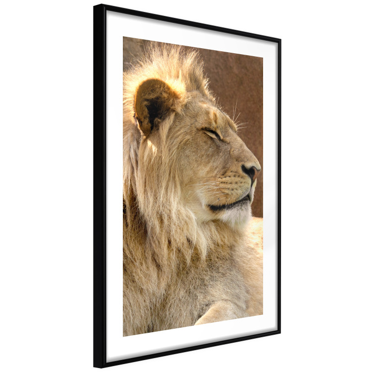 Poster Sunny Siesta - portrait of a tropical lion in its natural environment 126247 additionalImage 6