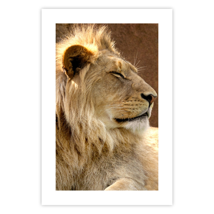 Poster Sunny Siesta - portrait of a tropical lion in its natural environment 126247 additionalImage 19