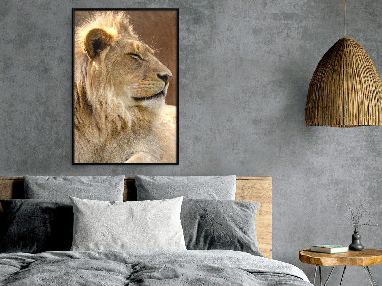 Poster Sunny Siesta - portrait of a tropical lion in its natural environment 126247 additionalImage 4
