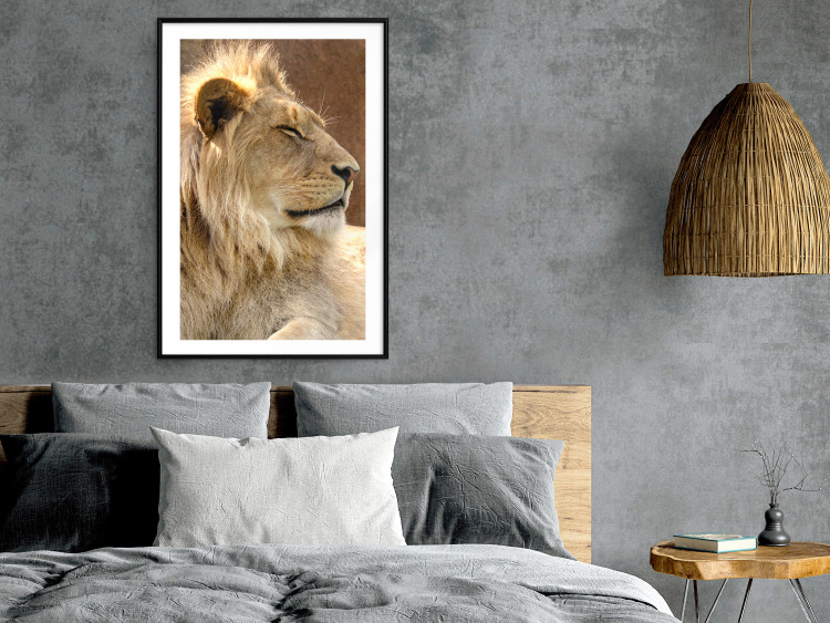 Poster Sunny Siesta - portrait of a tropical lion in its natural environment 126247 additionalImage 18