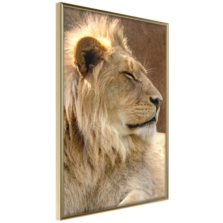 Poster Sunny Siesta - portrait of a tropical lion in its natural environment 126247 additionalImage 12