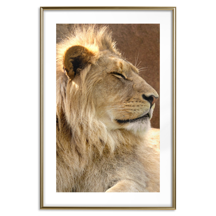 Poster Sunny Siesta - portrait of a tropical lion in its natural environment 126247 additionalImage 14