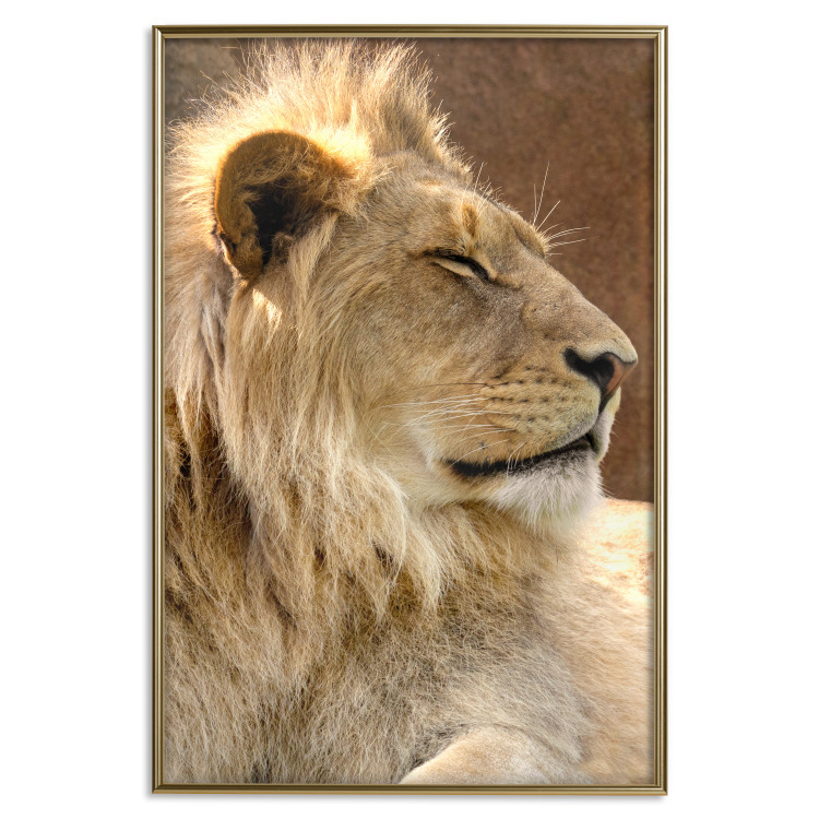 Poster Sunny Siesta - portrait of a tropical lion in its natural environment 126247 additionalImage 17