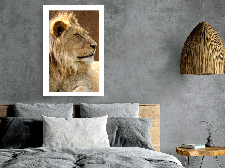 Poster Sunny Siesta - portrait of a tropical lion in its natural environment 126247 additionalImage 3