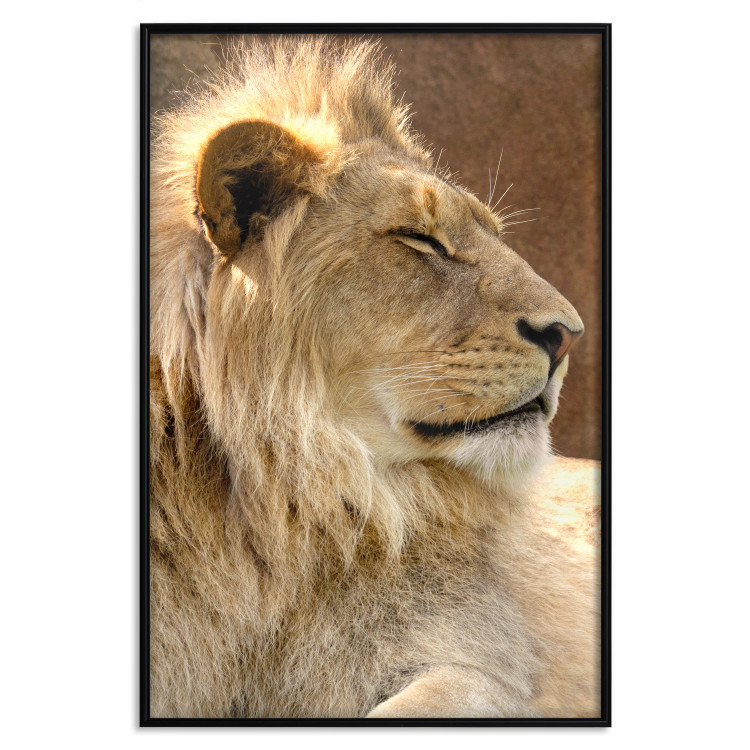 Poster Sunny Siesta - portrait of a tropical lion in its natural environment 126247 additionalImage 16