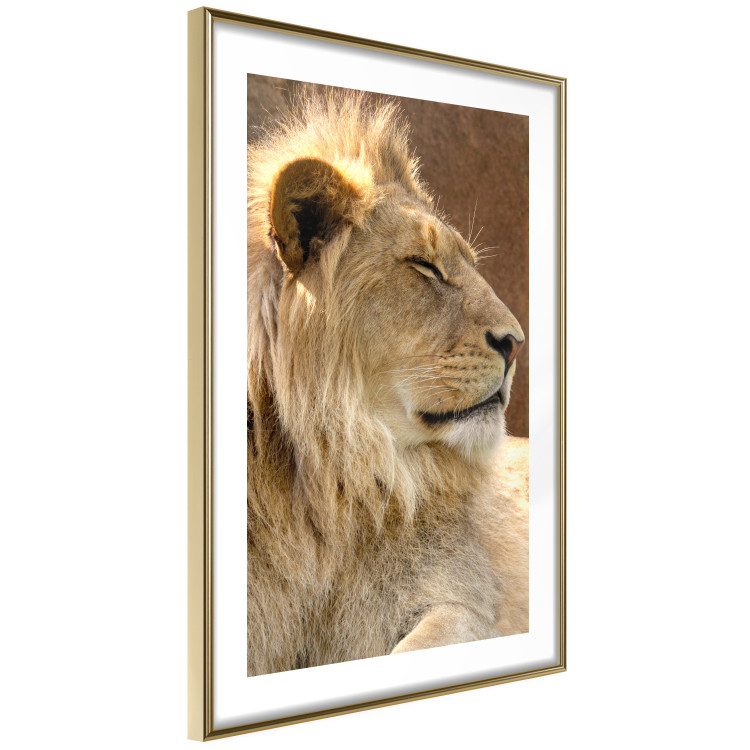 Poster Sunny Siesta - portrait of a tropical lion in its natural environment 126247 additionalImage 7