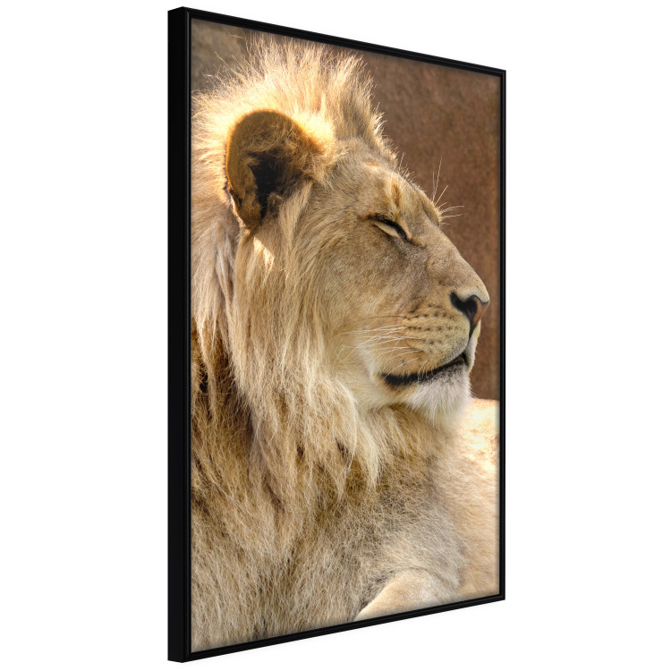 Poster Sunny Siesta - portrait of a tropical lion in its natural environment 126247 additionalImage 11