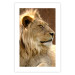 Poster Sunny Siesta - portrait of a tropical lion in its natural environment 126247 additionalThumb 19