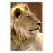 Poster Sunny Siesta - portrait of a tropical lion in its natural environment 126247