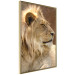 Poster Sunny Siesta - portrait of a tropical lion in its natural environment 126247 additionalThumb 12