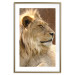 Poster Sunny Siesta - portrait of a tropical lion in its natural environment 126247 additionalThumb 14