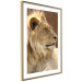 Poster Sunny Siesta - portrait of a tropical lion in its natural environment 126247 additionalThumb 7