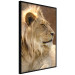 Poster Sunny Siesta - portrait of a tropical lion in its natural environment 126247 additionalThumb 11