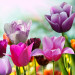 Photo Wallpaper Beautiful Spring Garden - Sunny Floral Motif with Tulip Flowers 60347 additionalThumb 5