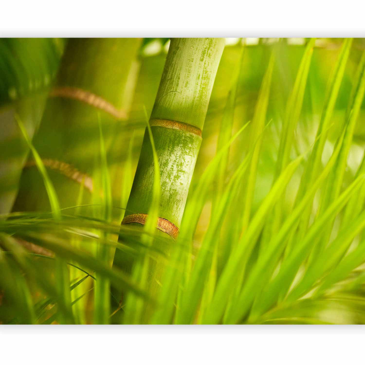 Photo Wallpaper Orient - Relaxing Plant Motif with Close-up of Leaves and Bamboo 61447 additionalImage 1
