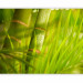 Photo Wallpaper Orient - Relaxing Plant Motif with Close-up of Leaves and Bamboo 61447 additionalThumb 5