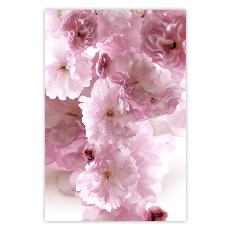 Wall Poster Floral Mist - landscape with many pink flowers on a white background 122857