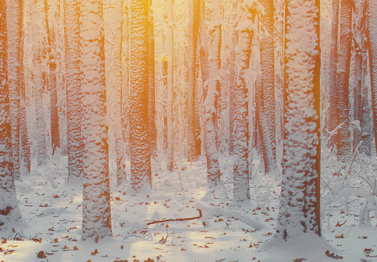 Poster Winter Afternoon - forest in winter atmosphere against setting sun 124457 additionalImage 8