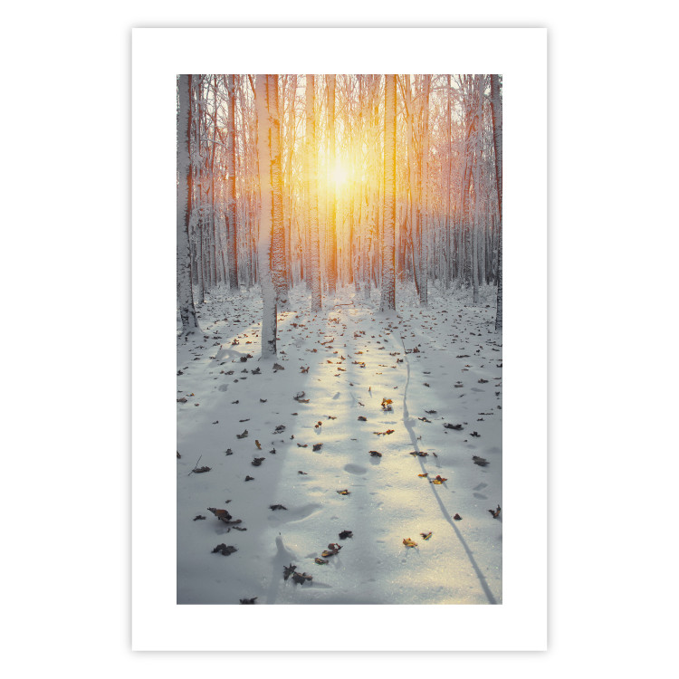 Poster Winter Afternoon - forest in winter atmosphere against setting sun 124457 additionalImage 22