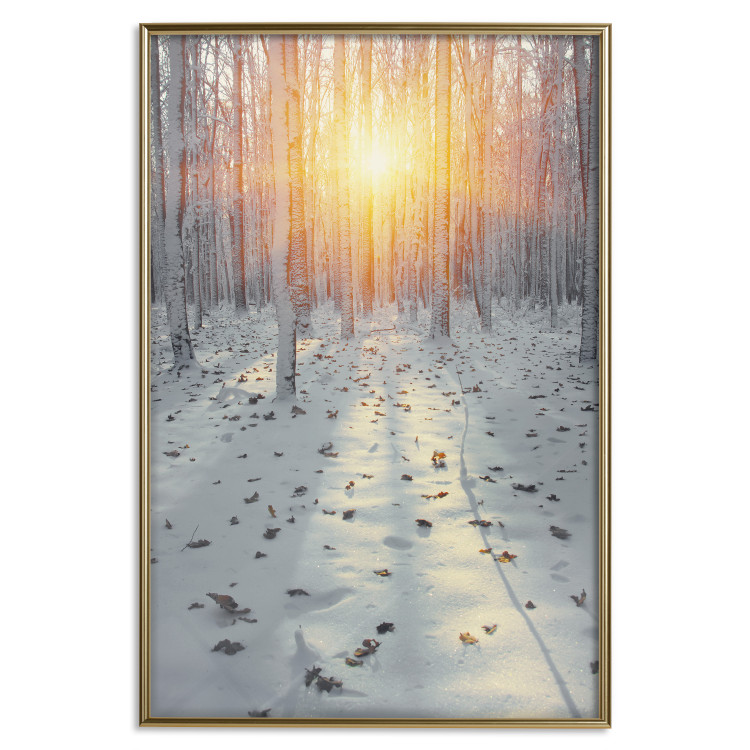 Poster Winter Afternoon - forest in winter atmosphere against setting sun 124457 additionalImage 19