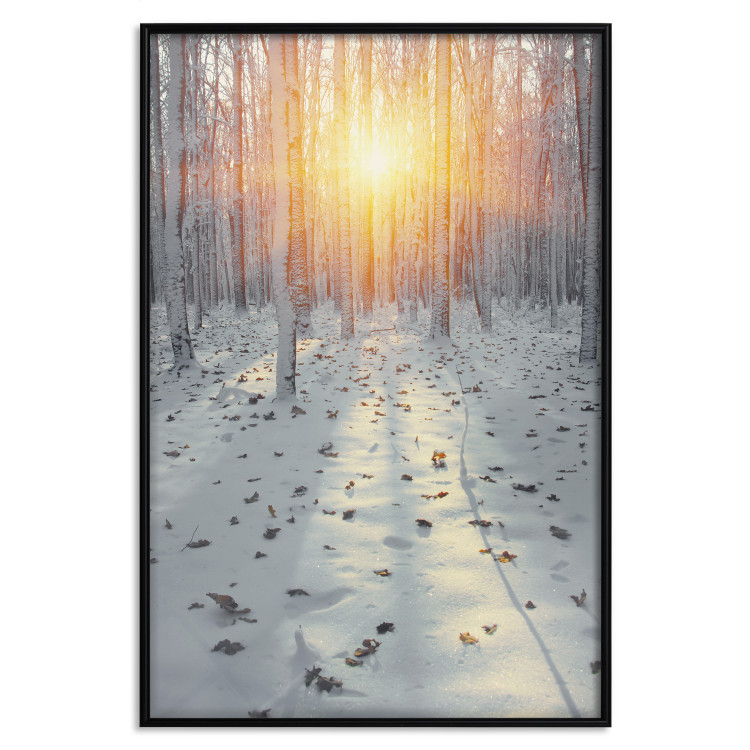 Poster Winter Afternoon - forest in winter atmosphere against setting sun 124457 additionalImage 18