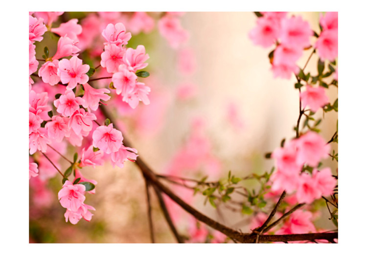 Photo Wallpaper Pink Azaleas - Close-up of Flowers on a Bright Blurred Plant Background 60457 additionalImage 1